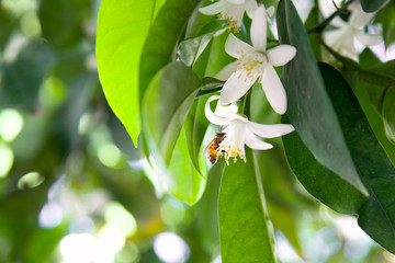 Bee and tangerine trees blooming