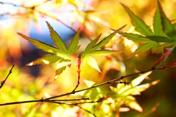 新緑の頃