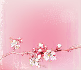 Fototapeta na wymiar Japoński wiśniowe kwiaty w pełnym rozkwicie