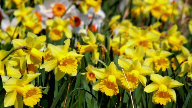 daffodil flowers swaying in the wind