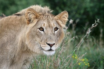 Lion Stare