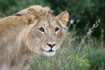 Lion Stare