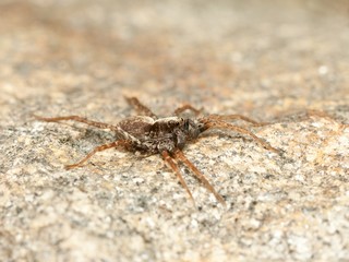 Small spider crawling on a rock