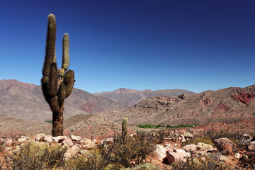 Cactus Cardon dans le d&eacute;sert Argentin