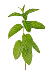 Close up of mint © Dmitry