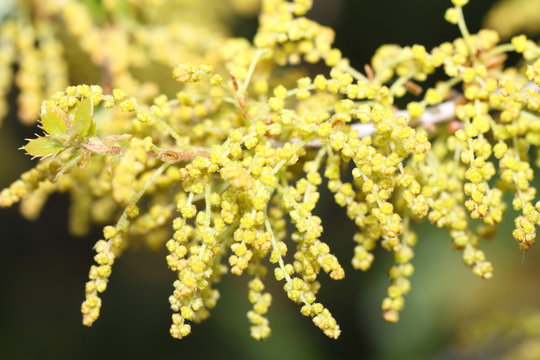 Chatons de ch&ecirc;ne kerm&egrave;s