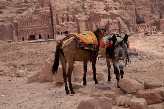 Eselpaar in Petra