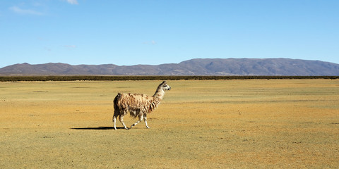 Lama en liberté dans la pampa Argentine (NOA)