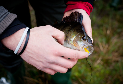 perch