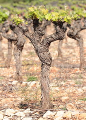 Cep de vigne au printemps