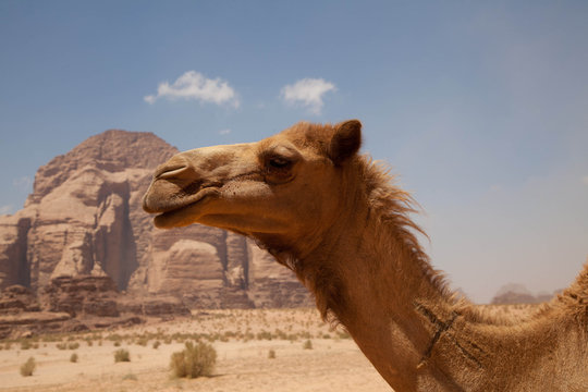 Dromedar im Wadi Rum