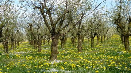Feld mit L&ouml;wenzahn und Obstb&auml;umen