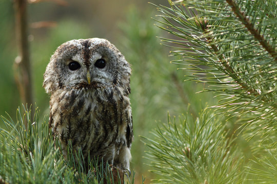 Tawny Owl in the pine forest