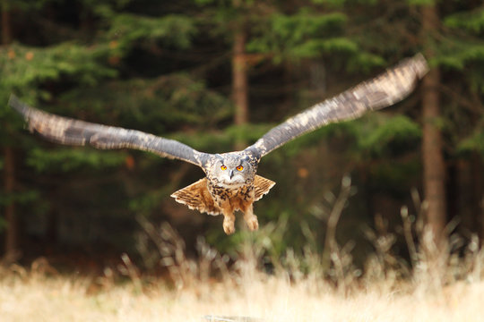 Eagle Owl flying
