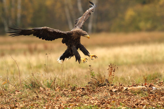 Flying Eagle