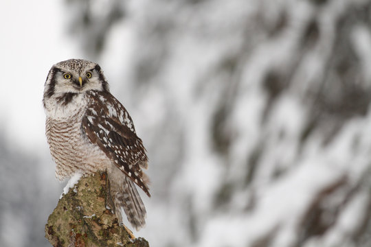 Northern Hawk Owl sitting in the forest
