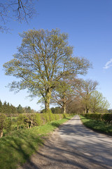 Obraz premium springtime