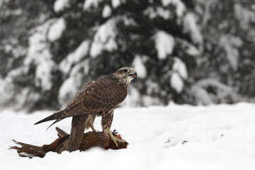 Hawk eating a prey
