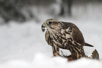 Hawk eating a prey