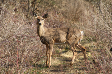 White-tailed Deer Odocoileus virginianus