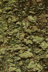 杉の木に生えたコケ