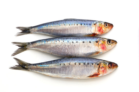 Fresh sardine fish
