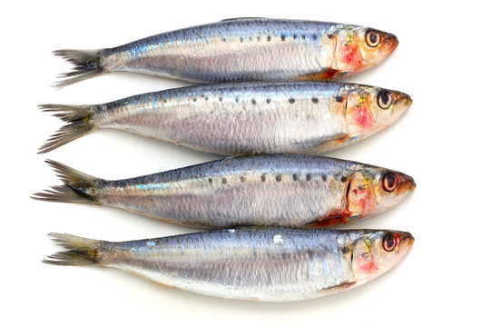 Fresh Sardine Fish