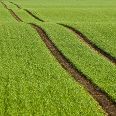 Getreidefeld im Frühling, Treckerspuren © mahey