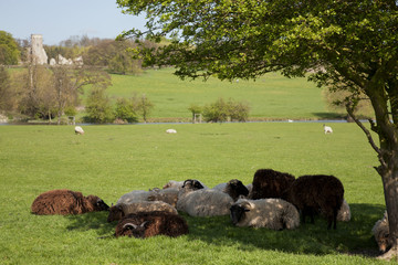 Sheep Resting in the Shade