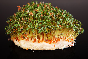 Easter time cress isolated over black background.