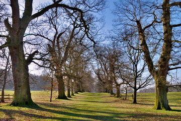 Obraz premium Tree avenue in park