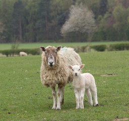 Obraz premium Mother and baby
