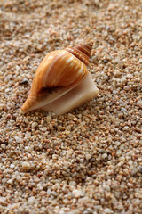 Seashell