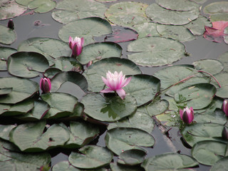 water lily on lake