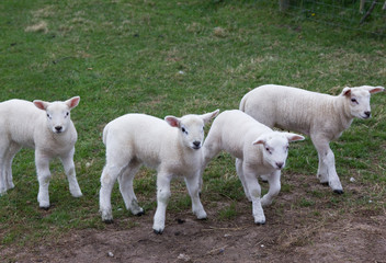 Fototapeta premium A gang of young lambs