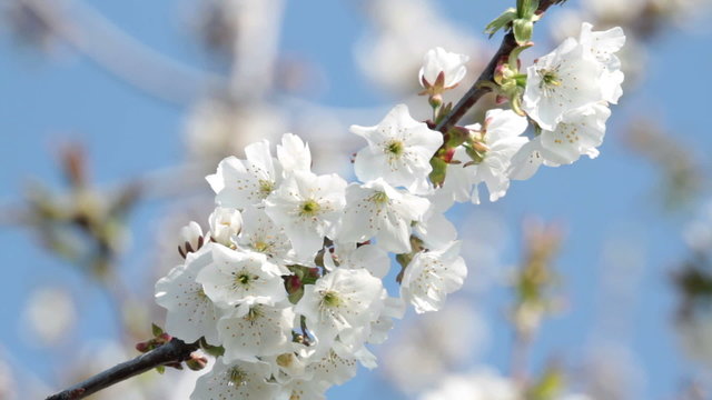 white cherry blossom blowing in the wind