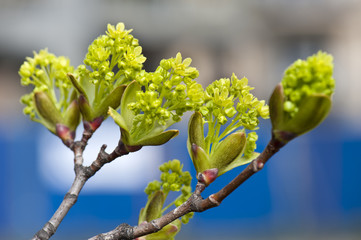 Branch of growing buds on blue background