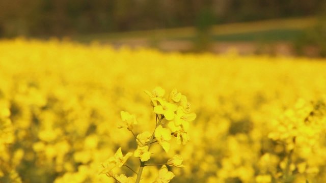 Raps freigestellt vor Rapsfeld