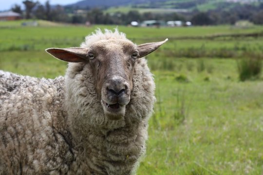 Hello from Baa the sheep