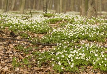 Forest spring of carpet anemones