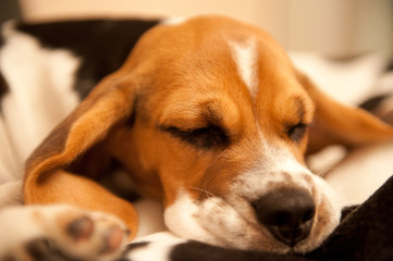 Beagle schläft