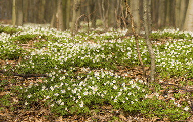 Forest spring of carpet anemones