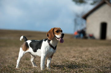 Beagle posiert
