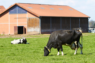 Milchkuh vor Kuhstall © Christian Schwier