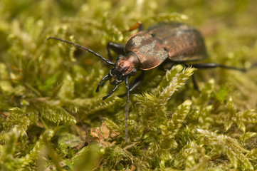 Carabus arvensis