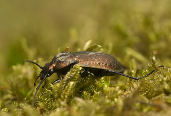 Carabus arvensis