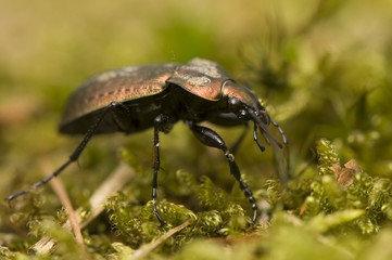 Carabus arvensis