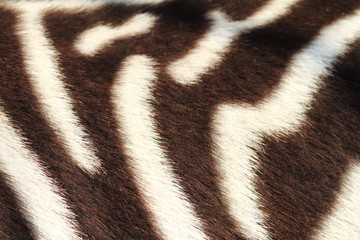 Detail of zebra