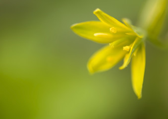 Obraz premium Gagea lutea