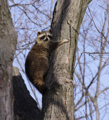 Tree Hugging Raccoon